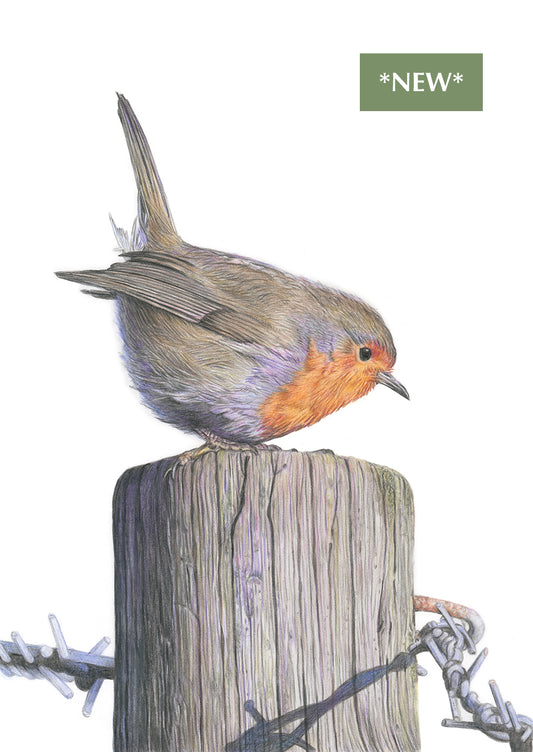 (Wildlife) 'Radiant Robin' (Robin) * NEW *
