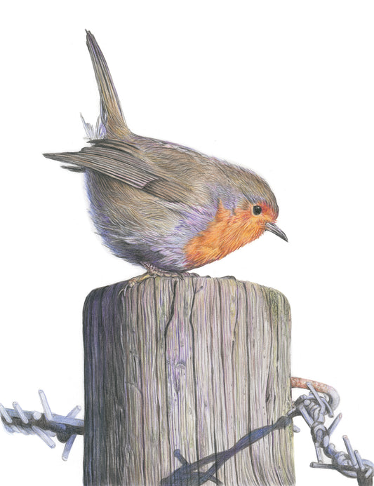 (Birds & Insects) 'Radiant Robin' Original Drawing