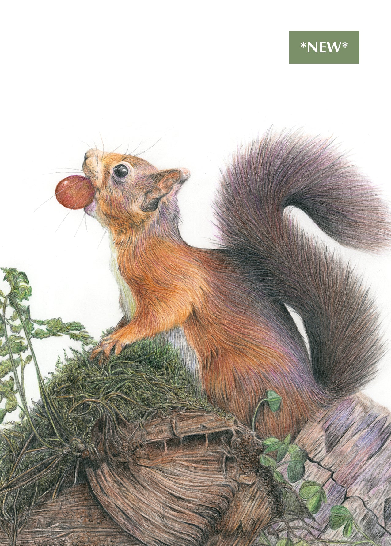 (Wildlife) 'Foraging' (Red Squirrel) * NEW *