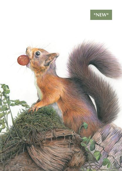 (Wildlife) 'Foraging' (Red Squirrel) * NEW *