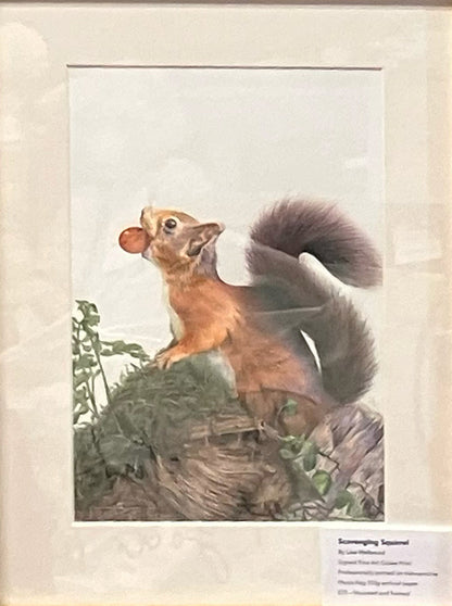 (Wildlife) 'Foraging' (Red Squirrel) * NEW *