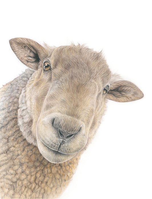 (Farm Animals) Sheep