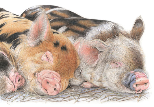 Three Little Pigs