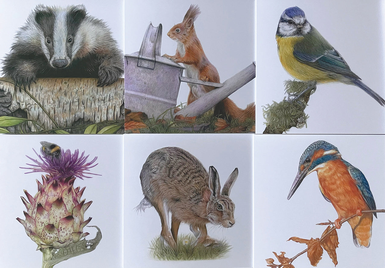 * NEW * 6 x Premium Wildlife Cards (Nature)