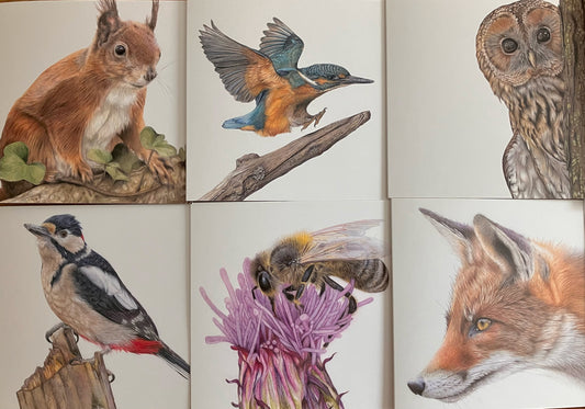 *SLIGHT SECONDS* 6 x Premium Wildlife Cards (pack 2) Reduced to clear