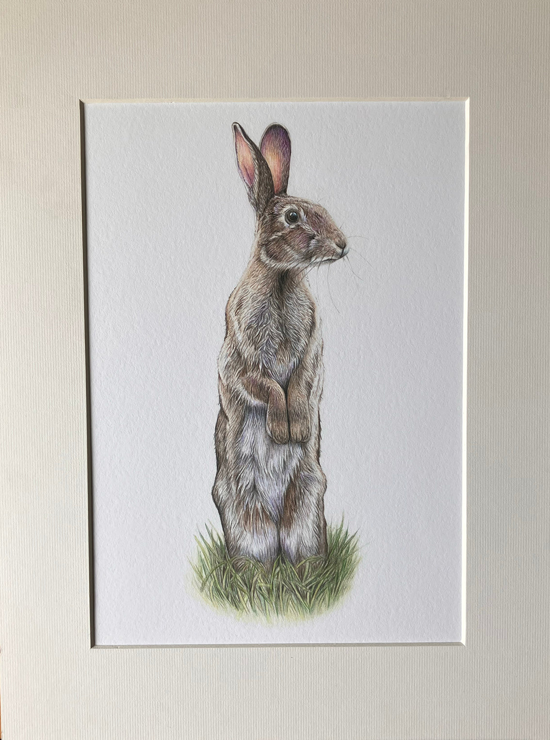 (Wildlife) *NEW* Wild Rabbit