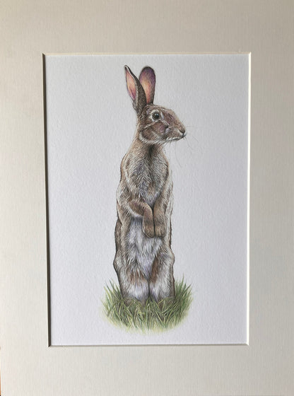 (Wildlife) *NEW* Wild Rabbit