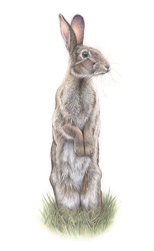 (Wildlife) 'Attentiveness' Wild Rabbit Original Drawing