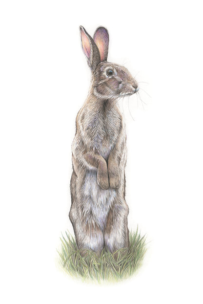 (Wildlife) *NEW* Wild Rabbit