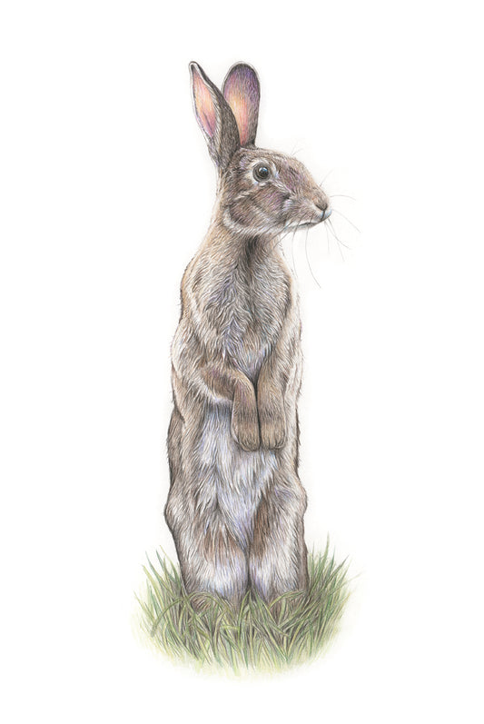 (Wildlife) *NEW* Wild Rabbit