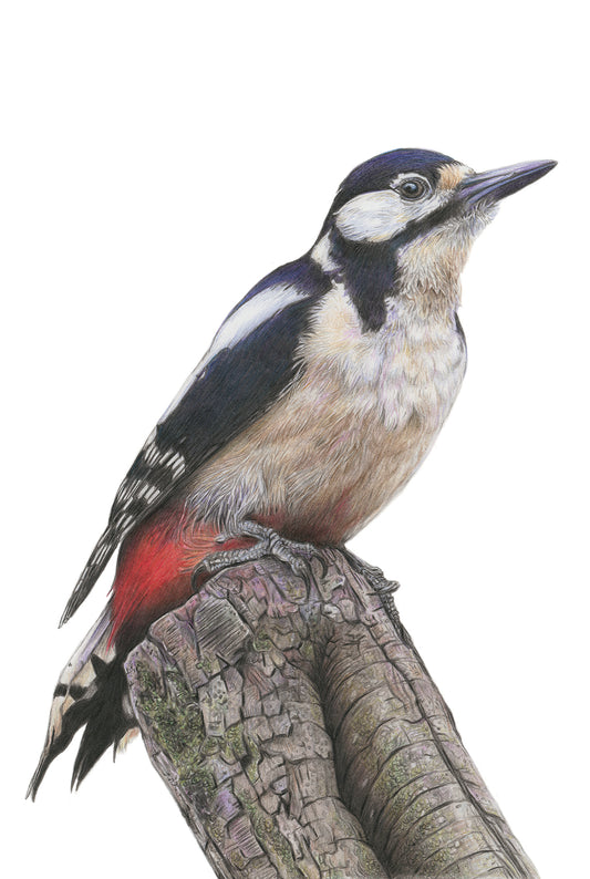 (Birds & Insects) 'Wistful' Woodpecker Original Drawing