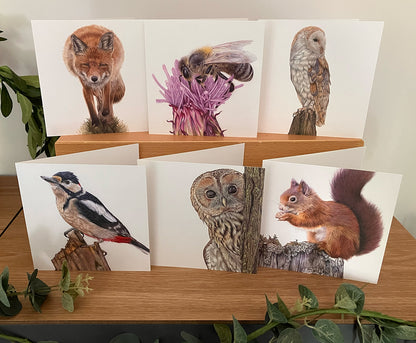 6 x Premium Wildlife Cards (Woodland)