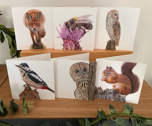 6 x Premium Wildlife Cards (Woodland)