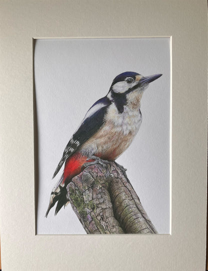 (Wildlife) 'Wistful' (Woodpecker) * NEW *